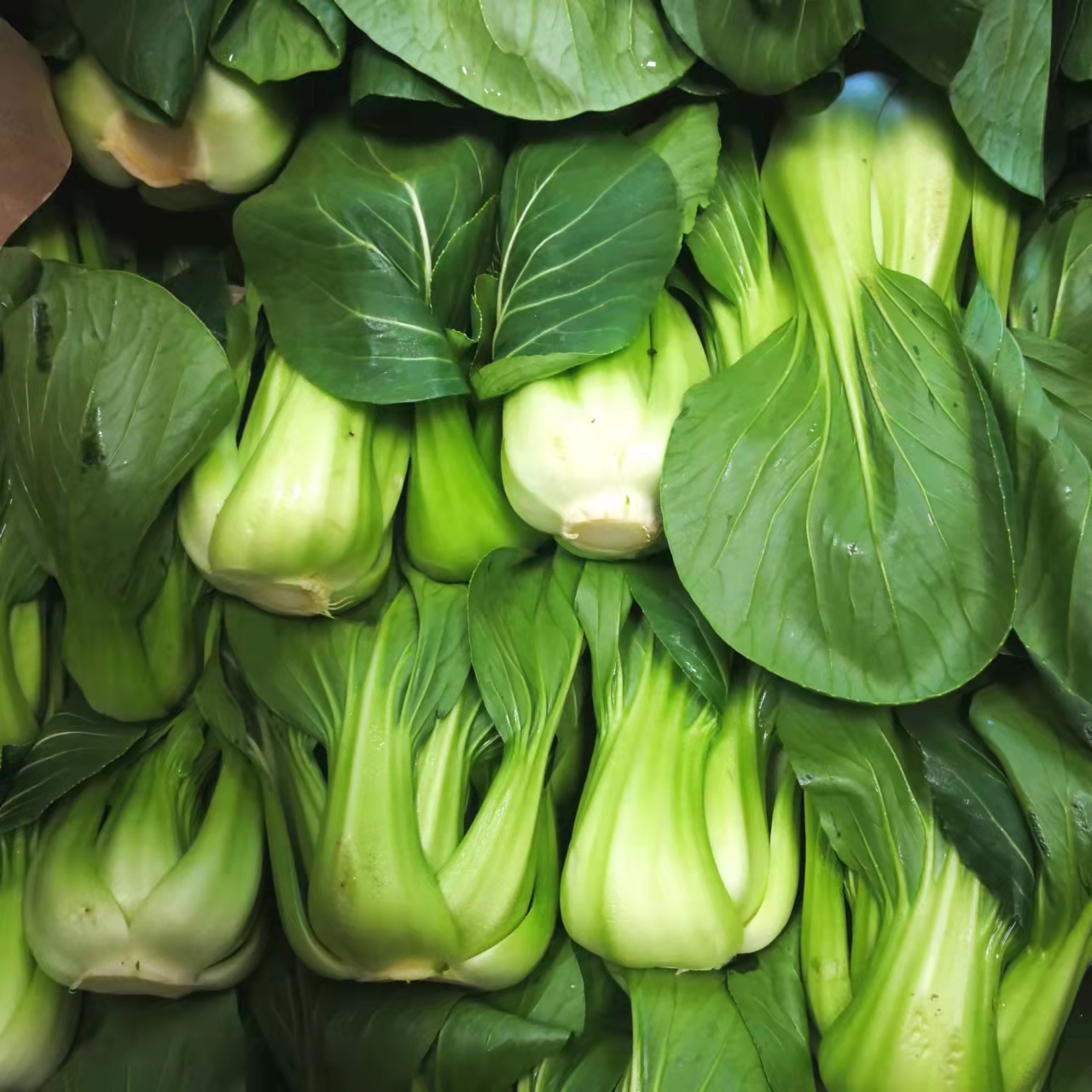 Baby Bok Choy and Shanghai Green Vegetables Hanna & Tiger Asian Mart